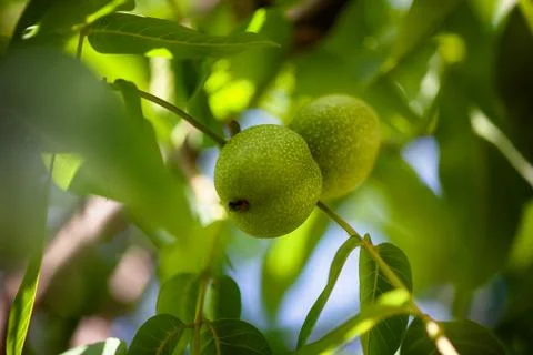 Young walnuts growing on the tree. Stock Photos