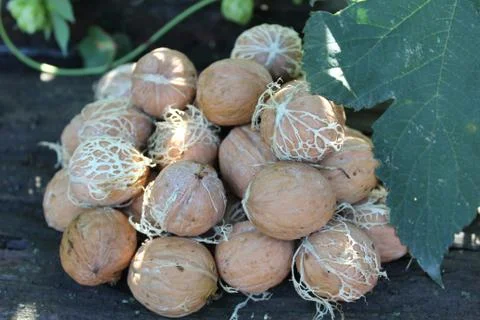 Young walnuts on the table Stock Photos