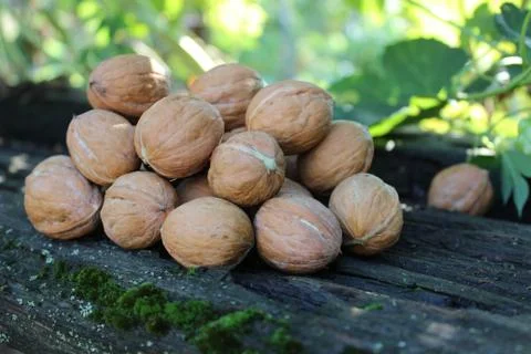 Young walnuts on the table Stock Photos