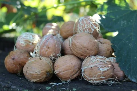Young walnuts on the table Stock Photos