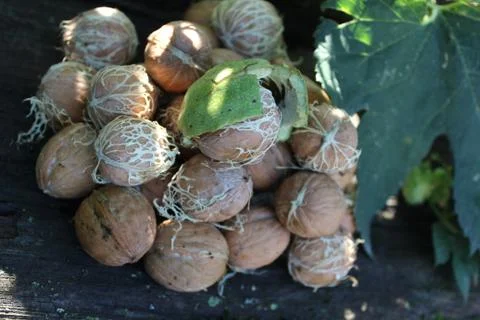 Young walnuts on the table Stock Photos