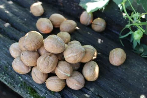 Young walnuts on the table Stock Photos