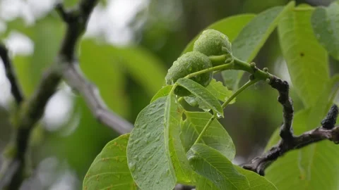Young Walnuts on a Tree Branch During Rainfall - 4K Slow Motion Nature Shot Stock-Footage 336693911