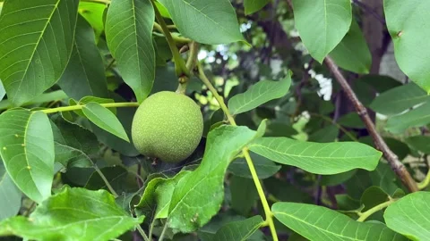 Young walnuts on the tree. Tree of walnuts. Green leaves background Vídeos de archivo 239811839