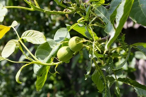 Young walnuts on the tree. Tree of walnuts. Green leaves background Foto stock