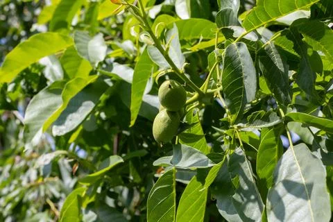 Young walnuts on the tree. Tree of walnuts. Green leaves background Foto stock