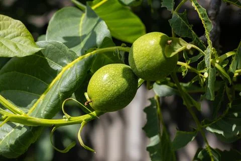 Young walnuts on the tree. Tree of walnuts. Green leaves background Foto stock