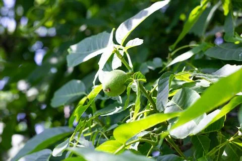 Young walnuts on the tree. Tree of walnuts. Green leaves background Foto stock