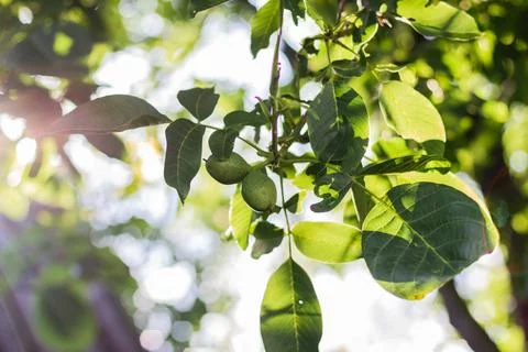 Young walnuts on the tree. Tree of walnuts. Green leaves background Foto stock
