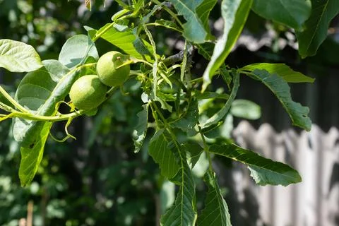 Young walnuts on the tree. Tree of walnuts. Green leaves background Foto stock
