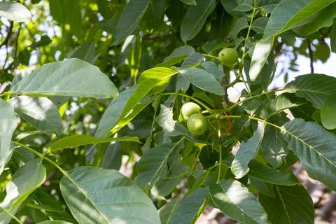 Young walnuts on the tree. Tree of walnuts. Green leaves background Foto stock