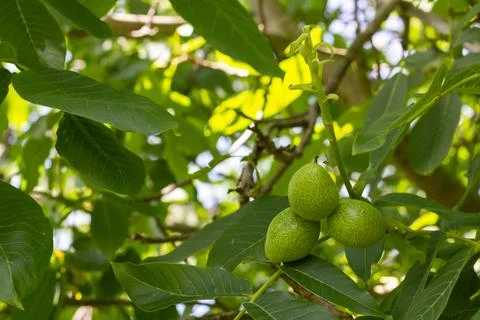 Young walnuts on the tree. Tree of walnuts. Green leaves background Stock Photos