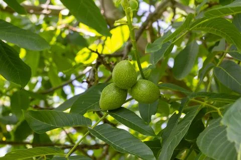 Young walnuts on the tree. Tree of walnuts. Green leaves background Photos