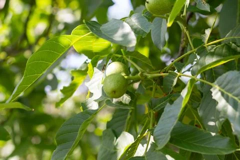 Young walnuts on the tree. Tree of walnuts. Green leaves background Foto stock