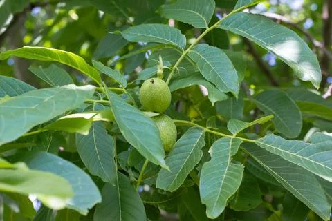 Young walnuts on the tree. Tree of walnuts. Green leaves background Foto stock