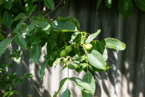 Young walnuts on the tree. Tree of walnuts. Green leaves background Foto stock