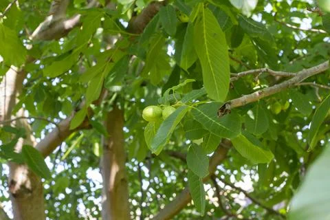 Young walnuts on the tree. Tree of walnuts. Green leaves background Foto stock