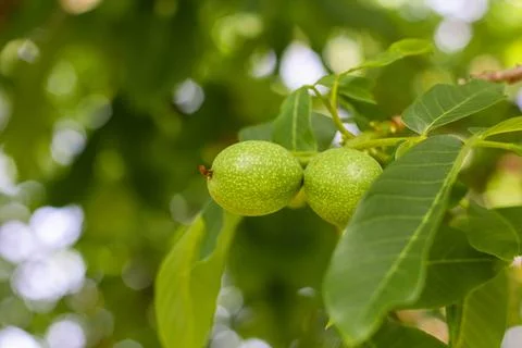 Young walnuts on the tree. Tree of walnuts. Green leaves background Foto stock