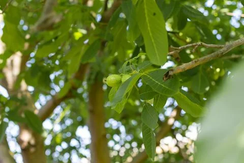 Young walnuts on the tree. Tree of walnuts. Green leaves background Foto stock