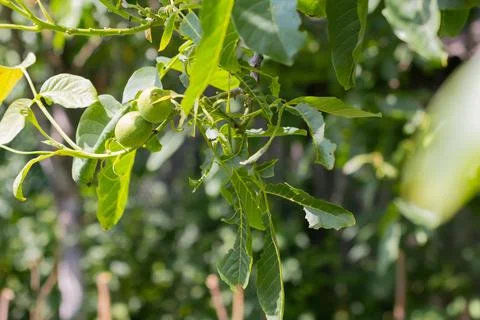 Young walnuts on the tree. Tree of walnuts. Green leaves background Foto stock