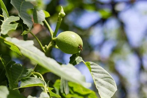 Young walnuts on the tree. Tree of walnuts. Green leaves background Foto stock