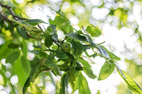 Young walnuts on the tree. Tree of walnuts. Green leaves background Foto stock