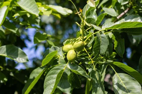 Young walnuts on the tree. Tree of walnuts. Green leaves background Stock-Fotos