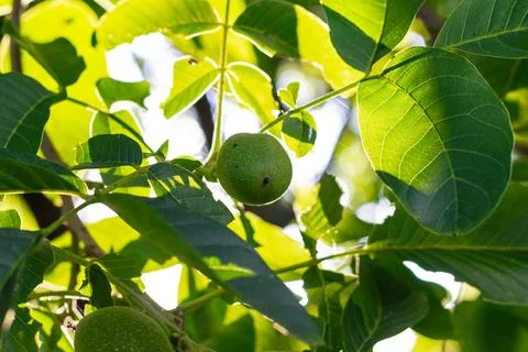 Young walnuts on the tree. Tree of walnuts. Green leaves background. Close up Foto stock