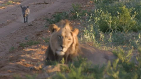 Young Warthog Walks Down Path Next to Lion and is Chased Off Stock Footage 277589122