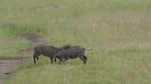 Young warthogs learning how to fight Video stock 192001149
