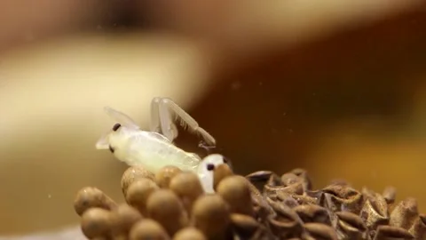 Young water bugs hatching off their father's back Stock-Footage 137920785