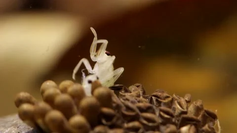 Young water bugs hatching off their father's back Stock-Footage 137920798