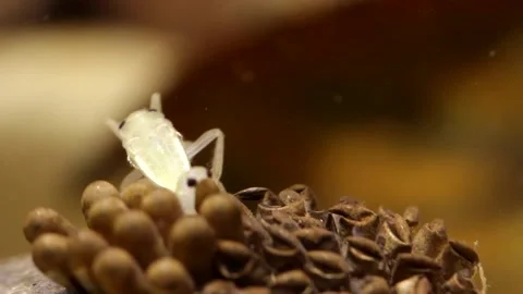 Young water bugs hatching off their father's back Stock-Footage 137920806