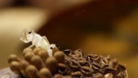 Young water bugs hatching off their father's back Stock-Footage 137920821