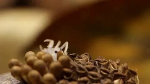 Young water bugs hatching off their father's back Stock-Footage 137920840