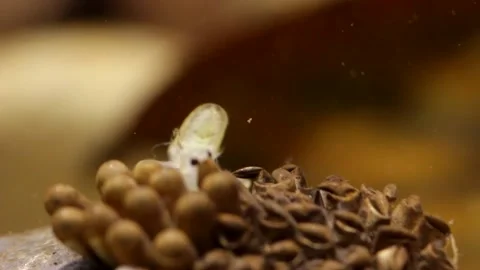 Young water bugs hatching off their father's back Stock-Footage 137920846