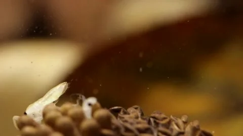 Young water bugs hatching off their father's back Video stock 137920854