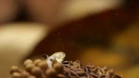 Young water bugs hatching off their father's back Stock-Footage 137920860