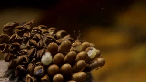 Young water bugs hatching off their father's back Stock-Footage 137920866