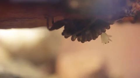 Young water bugs hatching off their father's back Stock-Footage 137920873