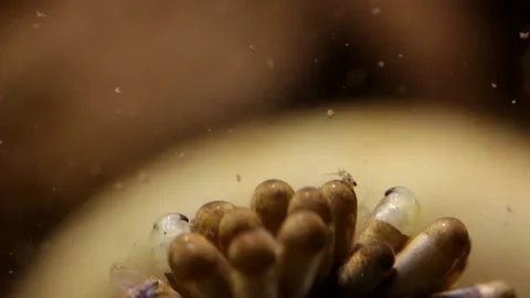 Young water bugs hatching off their father's back Stock-Footage 137920881