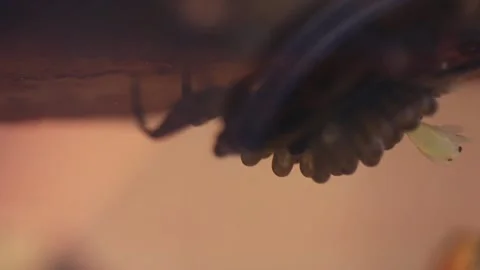Young water bugs hatching off their father's back Stock-Footage 137920884
