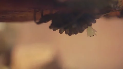 Young water bugs hatching off their father's back Stock-Footage 137920886