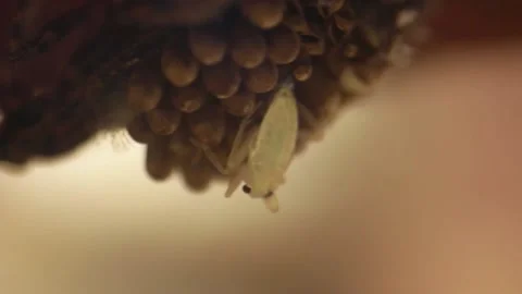 Young water bugs hatching off their father's back Stock-Footage 137920891