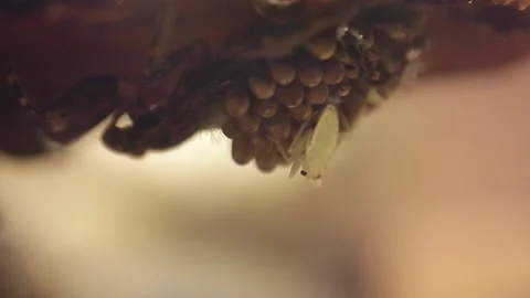 Young water bugs hatching off their father's back Stock-Footage 137920893