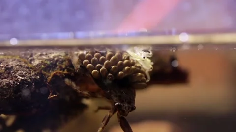 Young water bugs hatching off their father's back Stock-Footage 137920897