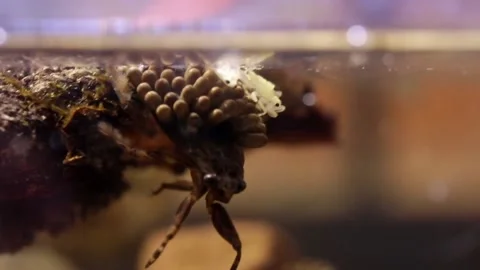 Young water bugs hatching off their father's back Stock-Footage 137920900