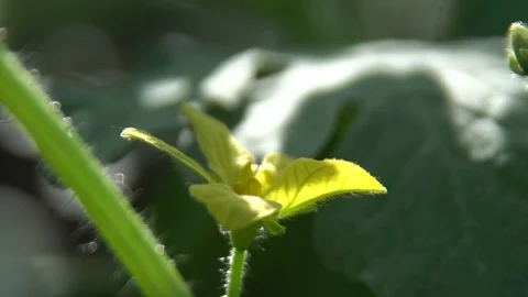 Young watermelon with a flower Stock Footage 108400680
