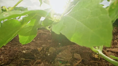 Young Watermelon Growing Beneath Leafy Vines in Garden Soil, Low Angle View With Stock Footage 345136175