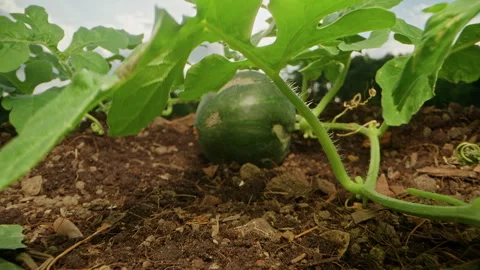 Young Watermelon Grows on a Leafy Vine Above Rich Garden Soil, Low Ground Level Stock Footage 345135787